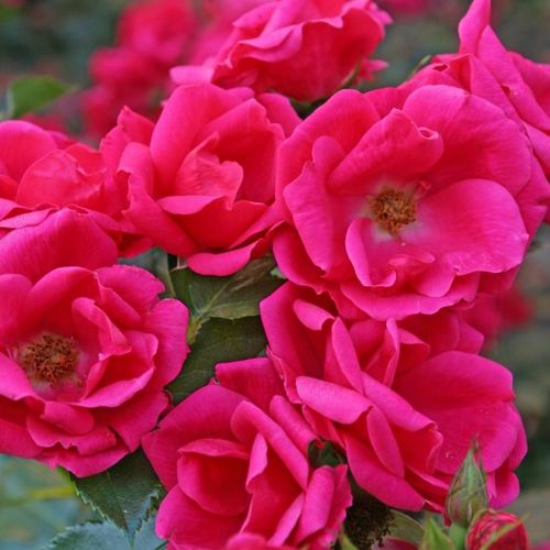 Gärtnerei - Rosa Gartenfreund® - rosa - floribundarosen - diskret duftend - Tim Hermann Kordes - -
